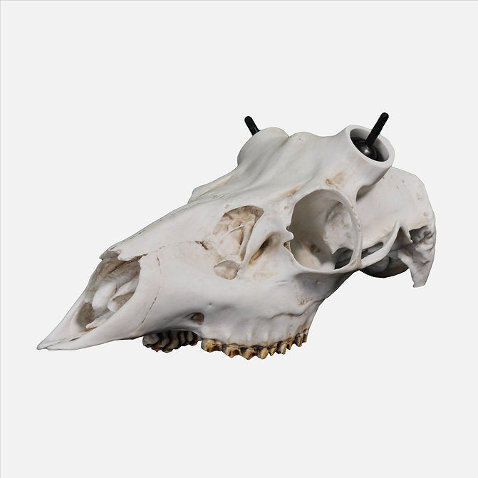 Muley Skull - Powered by Rack Hub® (Hand Painted, Hyper-realistic)