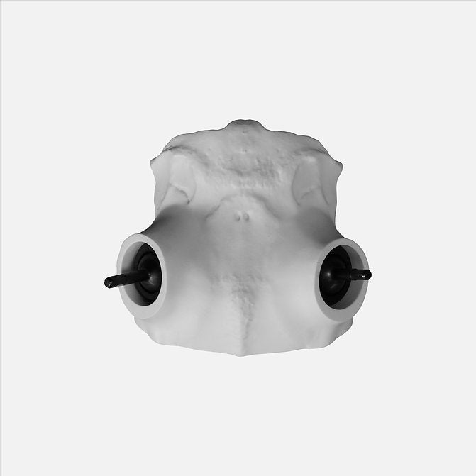 Universal Whitetail Skull Plate - Powered by Rack Hub®