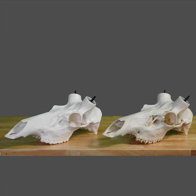 Elk Skull- Powered by Rack Hub® (Unpainted)