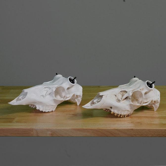 Muley Skull - Powered by Rack Hub® (Hand Painted, Hyper-realistic)