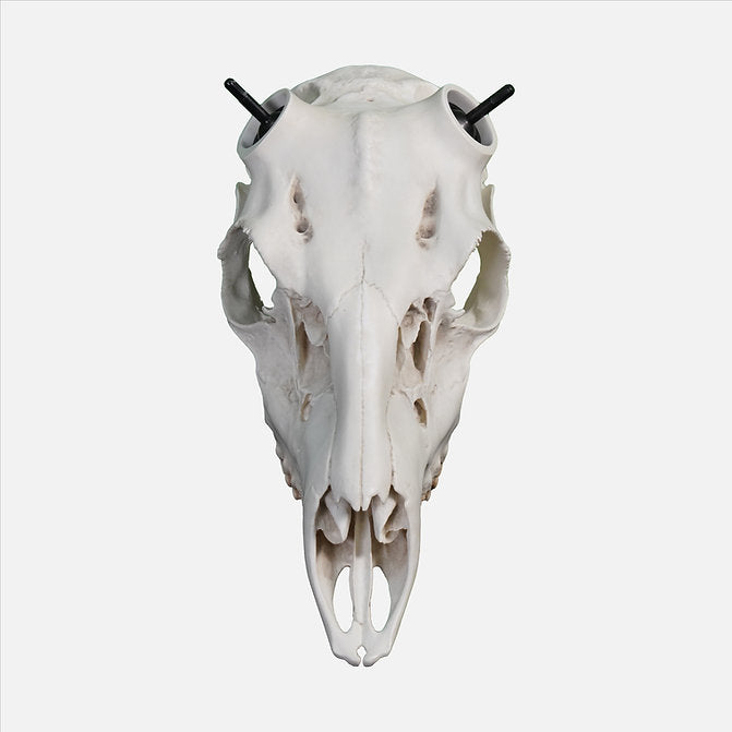 Whitetail Skull - Powered by Rack Hub® (Hand Painted, Hyper-realistic)