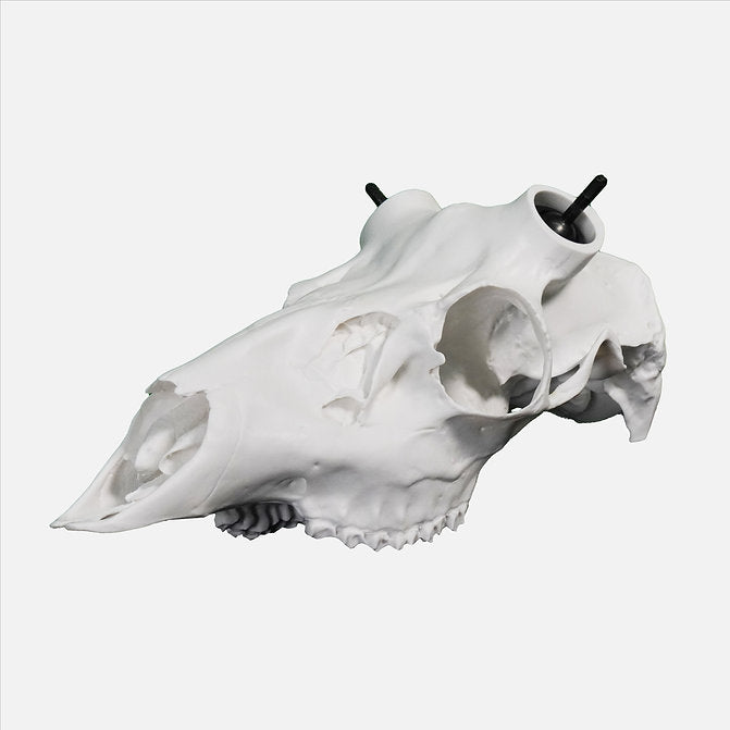 Muley Skull - Powered by Rack Hub® (Unpainted)