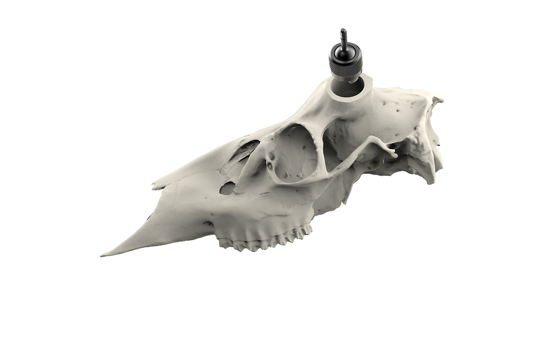 Muley Skull - Powered by Rack Hub® (Unpainted)