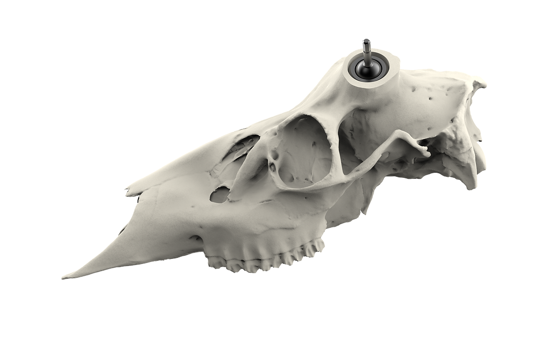 Muley Skull - Powered by Rack Hub® (Unpainted)