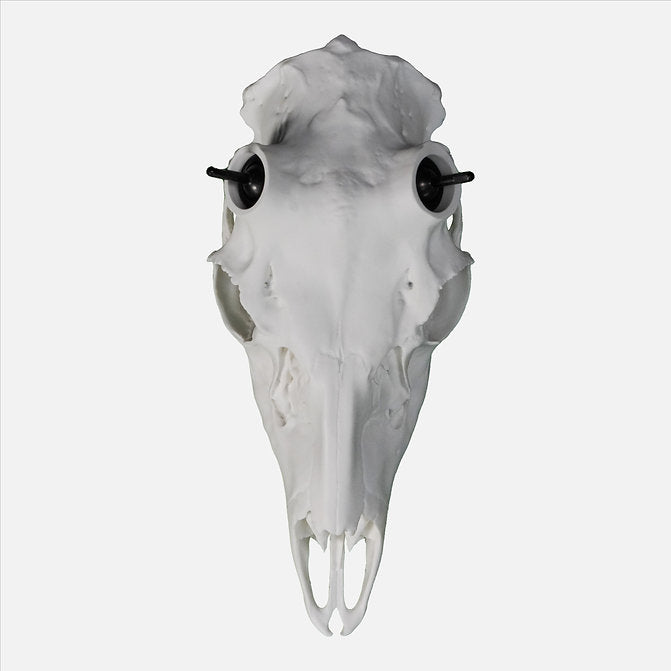 Muley Skull - Powered by Rack Hub® (Unpainted)