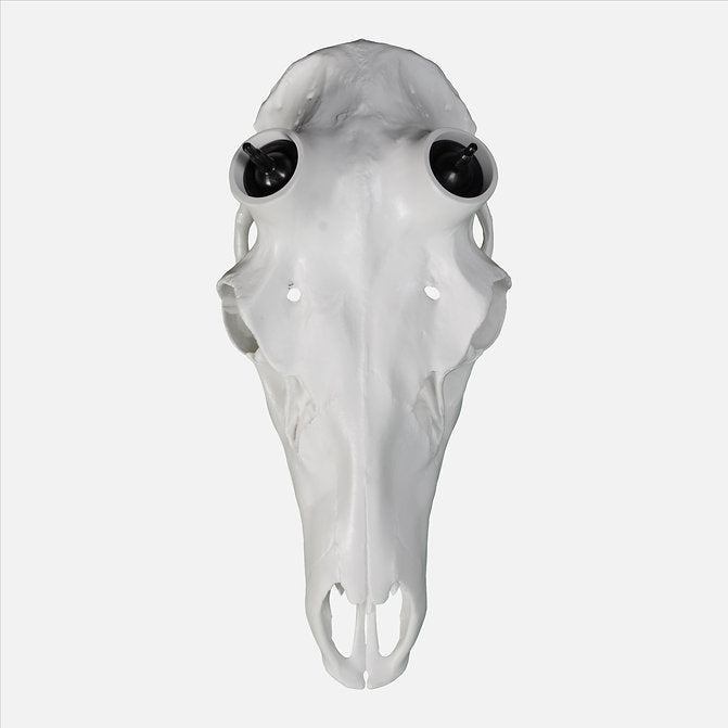 Elk Skull- Powered by Rack Hub® (Unpainted)