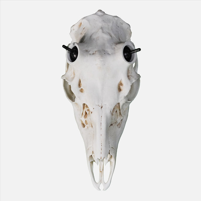 Muley Skull - Powered by Rack Hub® (Hand Painted, Hyper-realistic)