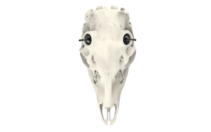 Muley Skull - Powered by Rack Hub® (Unpainted)