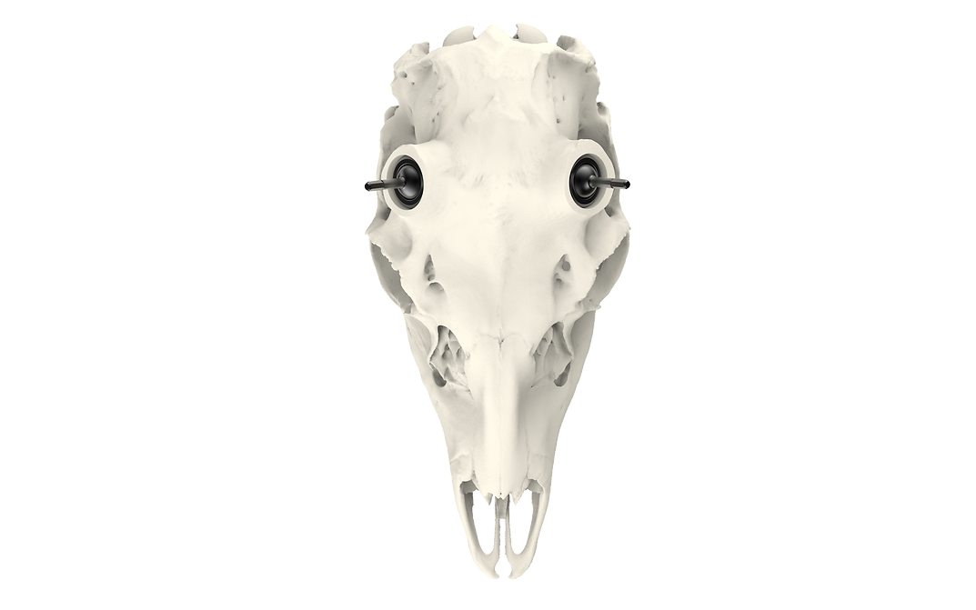 Muley Skull - Powered by Rack Hub® (Hand Painted, Hyper-realistic)