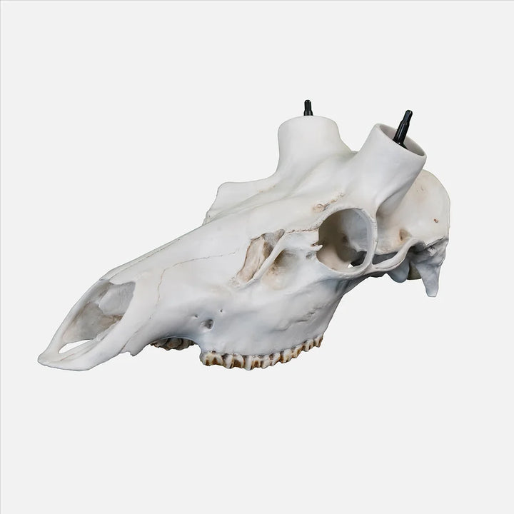 Elk Skull- Powered by Rack Hub® (Hand Painted, Hyper-realistic)