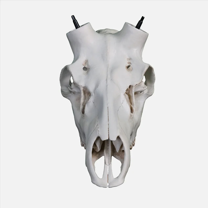 Elk Skull- Powered by Rack Hub® (Hand Painted, Hyper-realistic)