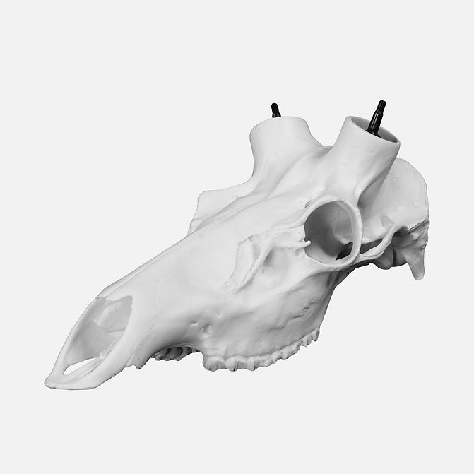 Elk Skull- Powered by Rack Hub® (Unpainted)