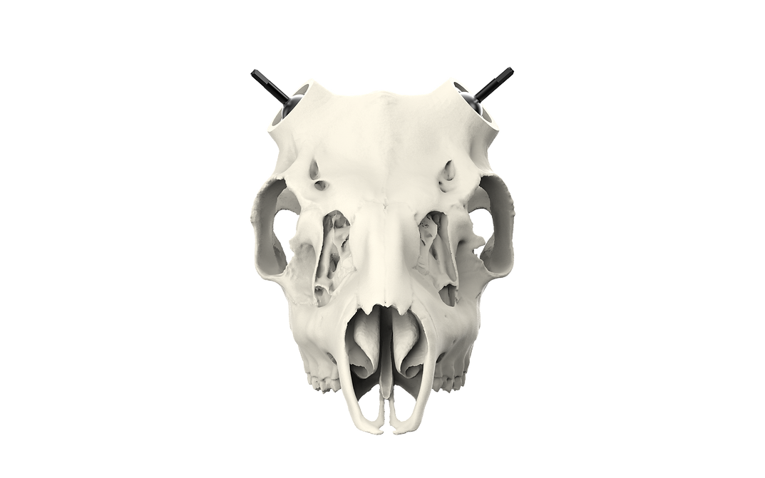 Muley Skull - Powered by Rack Hub® (Hand Painted, Hyper-realistic)