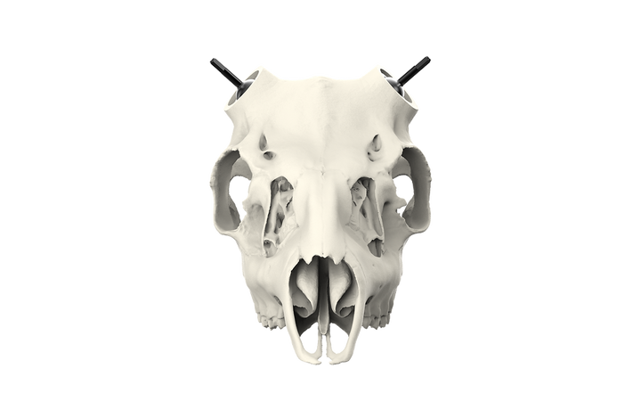 Muley Skull - Powered by Rack Hub® (Hand Painted, Hyper-realistic)