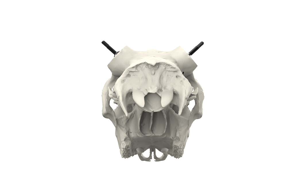 Muley Skull - Powered by Rack Hub® (Hand Painted, Hyper-realistic)