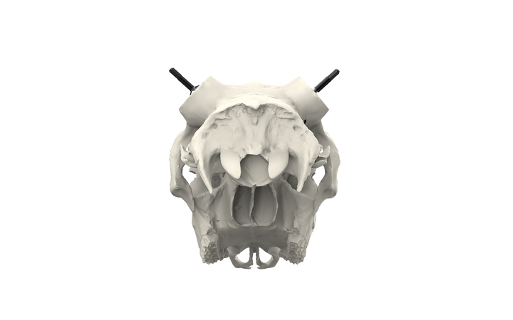 Muley Skull - Powered by Rack Hub® (Hand Painted, Hyper-realistic)