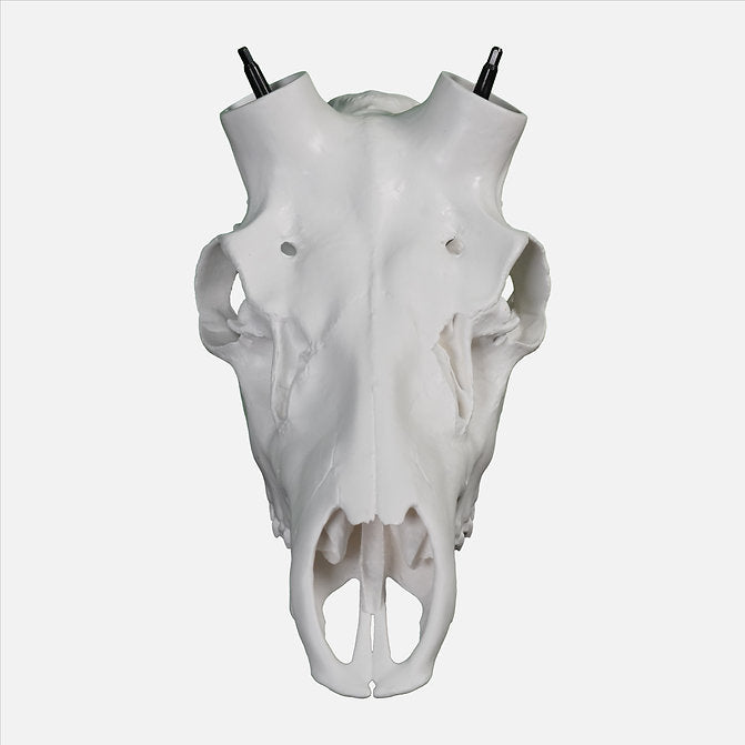 Elk Skull- Powered by Rack Hub® (Unpainted)