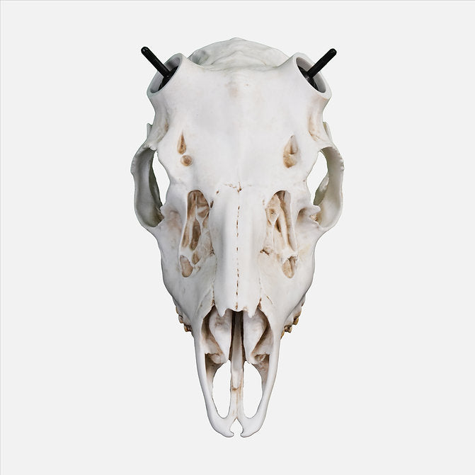 Muley Skull - Powered by Rack Hub® (Hand Painted, Hyper-realistic)