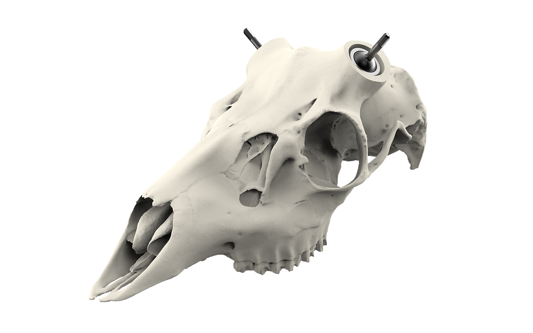 Muley Skull - Powered by Rack Hub® (Hand Painted, Hyper-realistic)