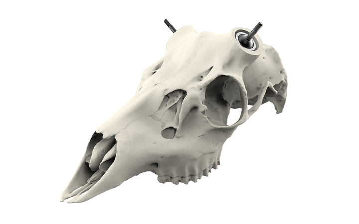 Muley Skull - Powered by Rack Hub® (Hand Painted, Hyper-realistic)