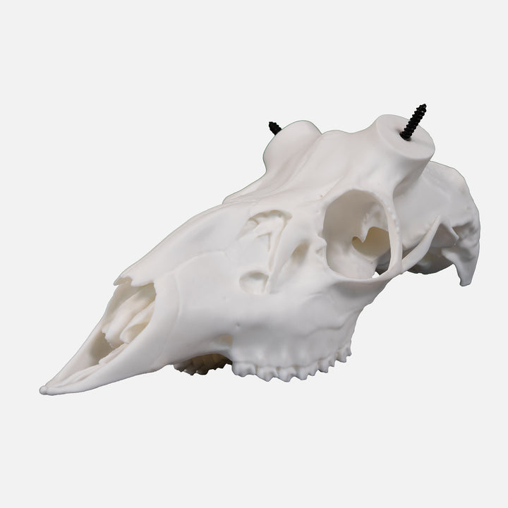 Core Series Muley Skull