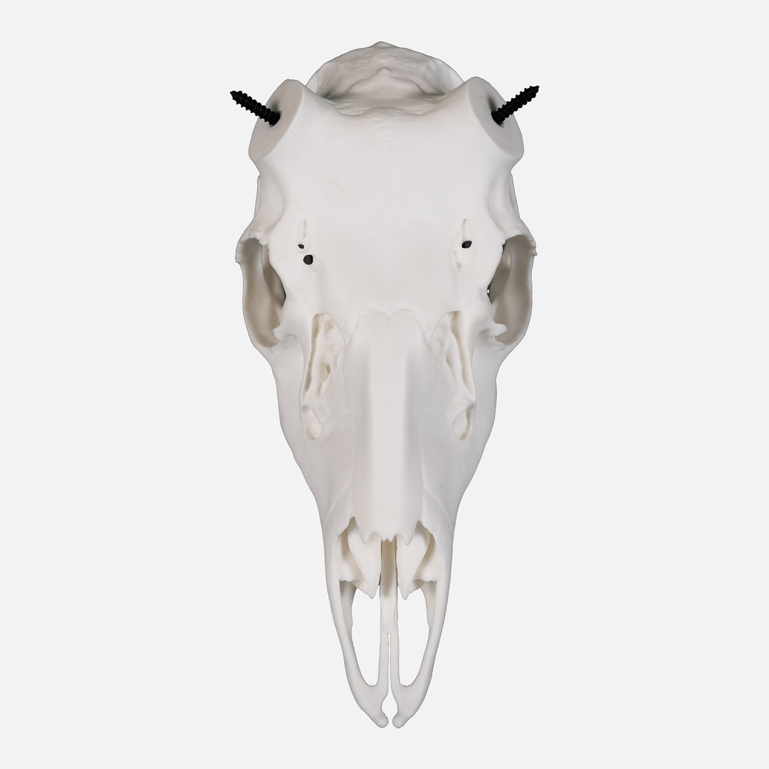 Core Series Muley Skull