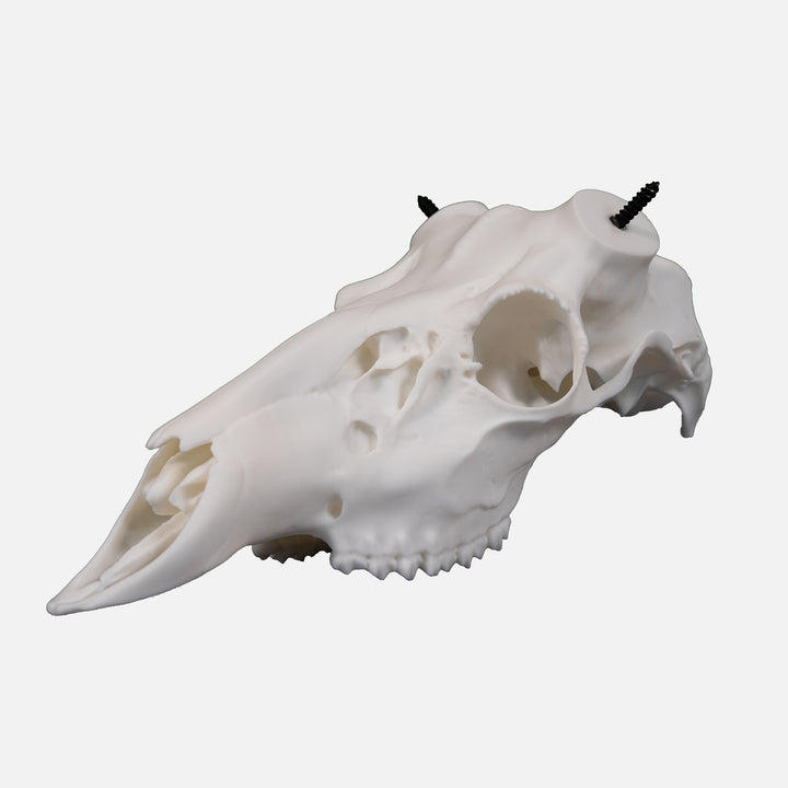 Core Series Whitetail Skull