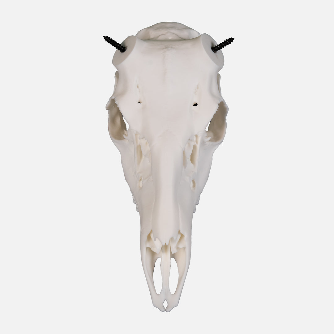 Core Series Whitetail Skull