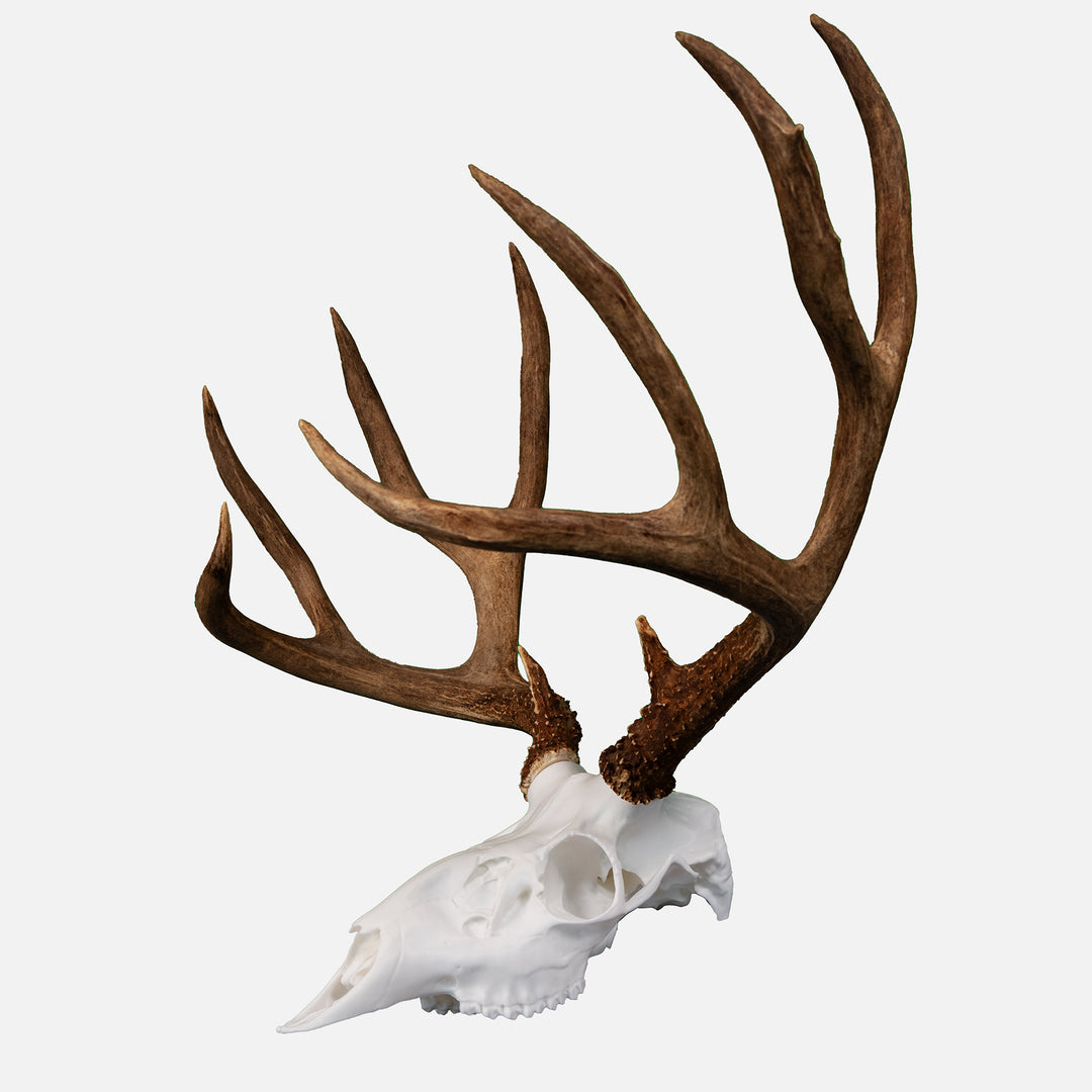 Core Series Muley Skull