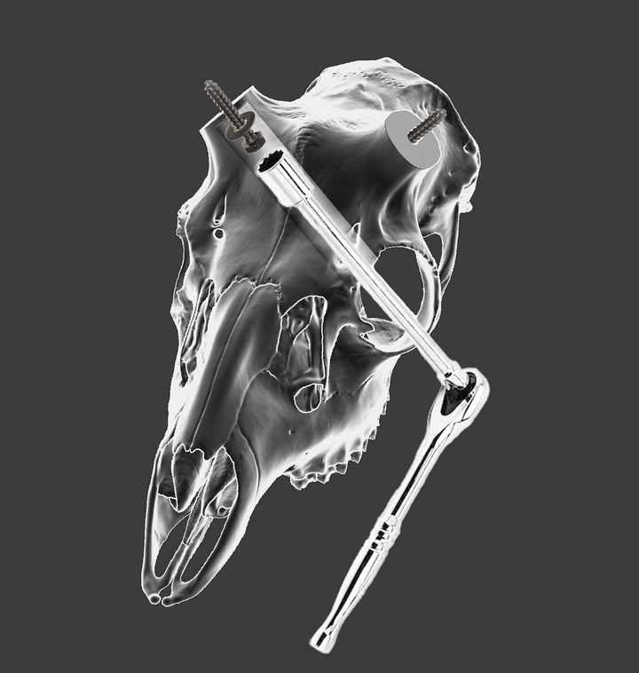 Core Series Whitetail Skull